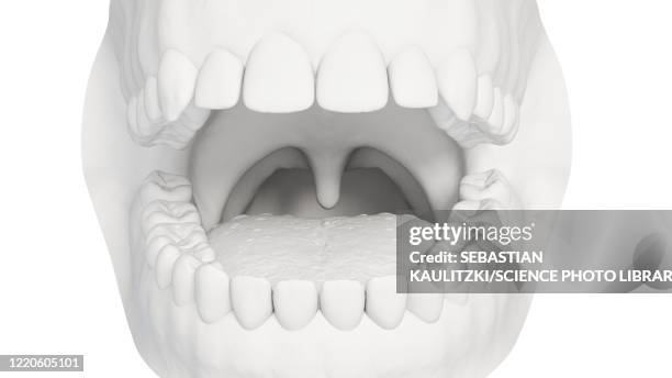 human teeth, illustration - human teeth stock illustrations