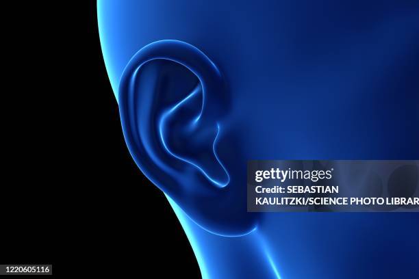 Female Ear Shape 3d Ear Photos and Premium High Res Pictures - Getty Images