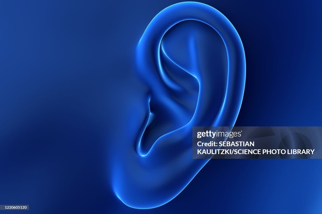 Female Ear Shape Female Ear Illustration High-Res Vector Graphic - Getty Images
