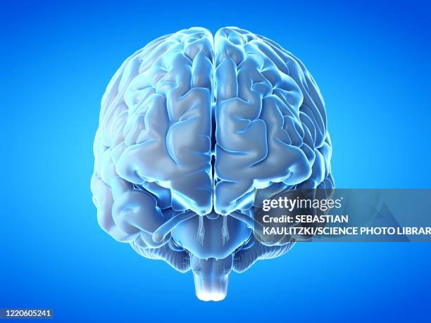 Normal Brain Real Real Human Brain High Res Illustrations - Getty Images