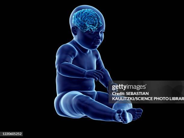 Brain Development In Infancy 278 Infant Brain Development Stock Photos, High-Res Pictures, and ...