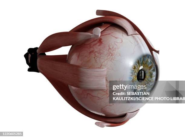 ilustrações de stock, clip art, desenhos animados e ícones de human eye muscles, illustration - retina globo ocular