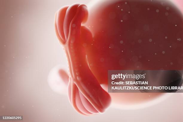 human foetus, week 5, illustration - human embryo stock-grafiken, -clipart, -cartoons und -symbole