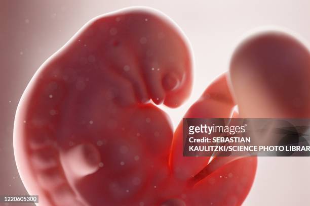 human foetus, week 6, illustration - fetus stock-grafiken, -clipart, -cartoons und -symbole