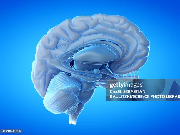 Normal Brain Real 1,350 Real Human Brain Stock Photos, High-Res Pictures, and Images ...