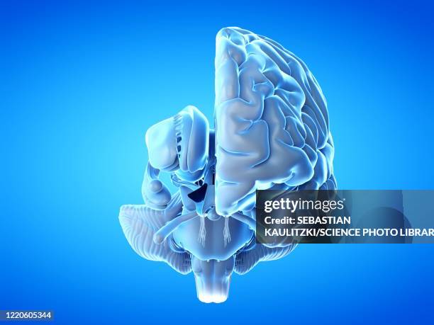 Normal Brain Real Real Human Brain High Res Illustrations - Getty Images