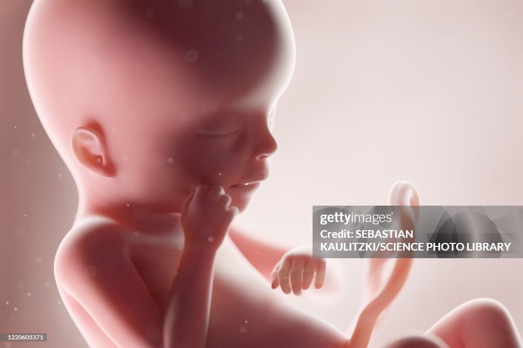 Human foetus, week 19, illustration