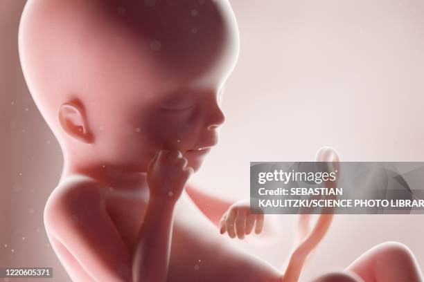 human foetus, week 19, illustration - 18 19 years stock illustrations