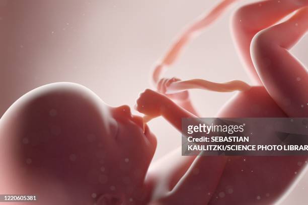 human foetus, week 20, illustration - human uterus stock illustrations