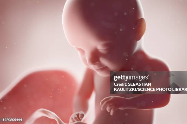 human foetus, week 31, illustration - human embryo stock illustrations