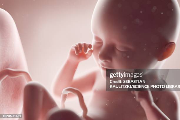 human foetus, week 35, illustration - umbilical cord 幅插畫檔、美工圖案、卡通及圖標