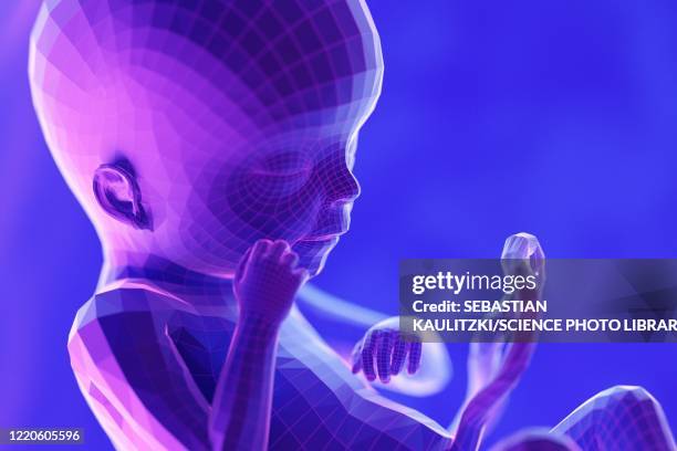 foetus, week 19, illustration - 18 19 years stock illustrations