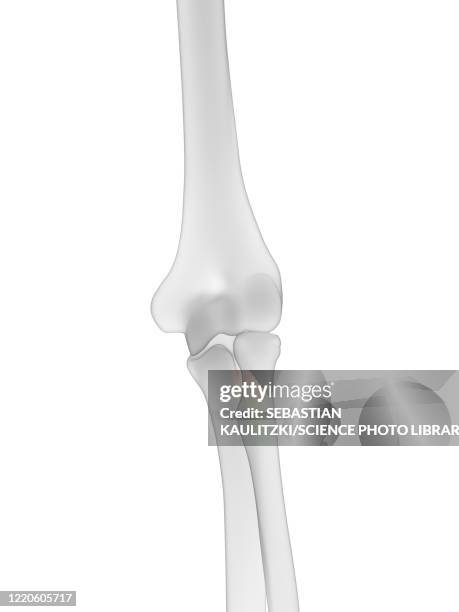 ilustraciones, imágenes clip art, dibujos animados e iconos de stock de elbow bones, illustration - radio hueso del brazo