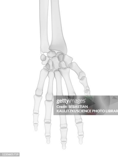 ilustraciones, imágenes clip art, dibujos animados e iconos de stock de hand bones, illustration - radio hueso del brazo