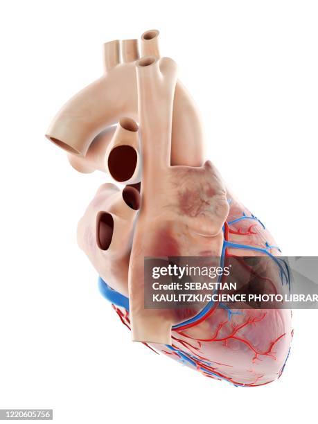 human heart, illustration - coronary artery点のイラスト素材／クリップアート素材／マンガ素材／アイコン素材