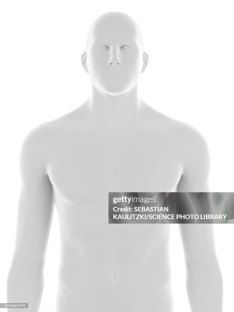 Upper Body Vector Image Male Upper Body Illustration High-Res Vector Graphic - Getty Images