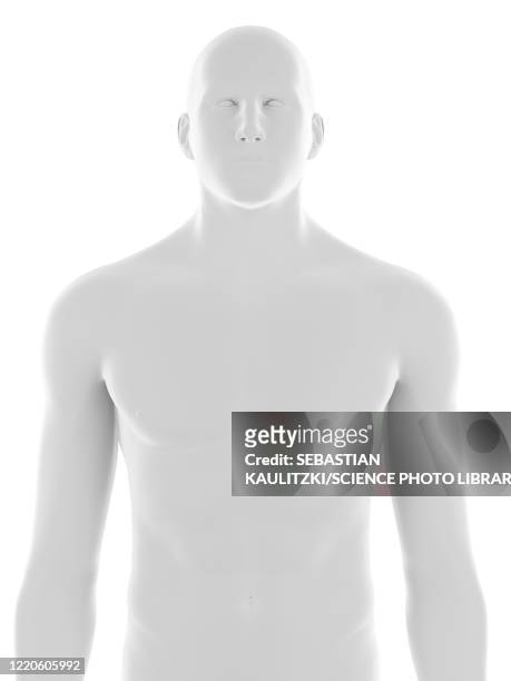 male upper body, illustration - body stock illustrations