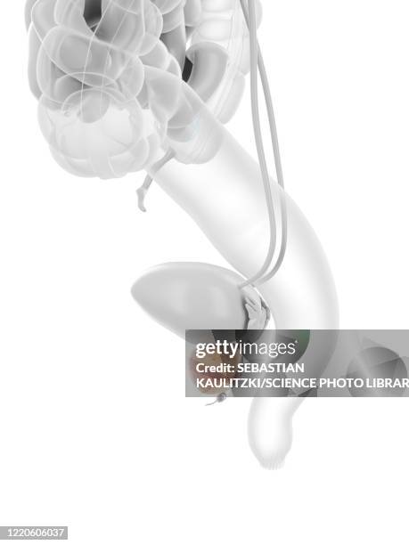 670 Prostate Gland Anatomy Stock Photos, High-Res Pictures, and Images ...
