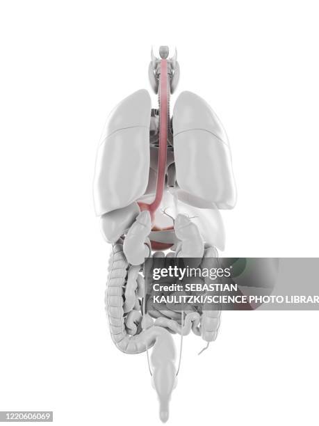 stomach and oesophagus, illustration - speiseröhre stock-grafiken, -clipart, -cartoons und -symbole