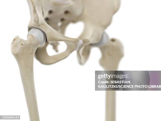 hip joint, illustration - femur stock-grafiken, -clipart, -cartoons und -symbole