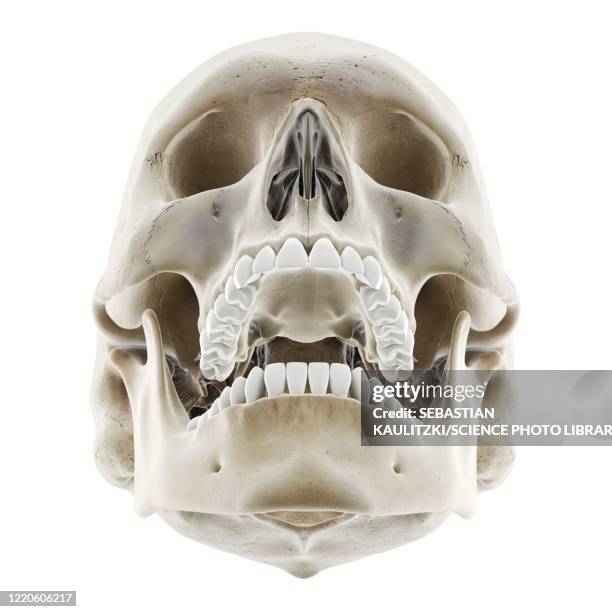 Foramen Magnum Photos and Premium High Res Pictures - Getty Images