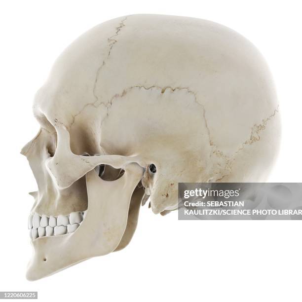 ilustrações, clipart, desenhos animados e ícones de human skull, illustration - sutura