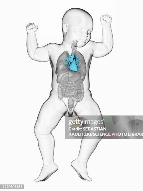 baby's heart, illustration - myocardium stock illustrations