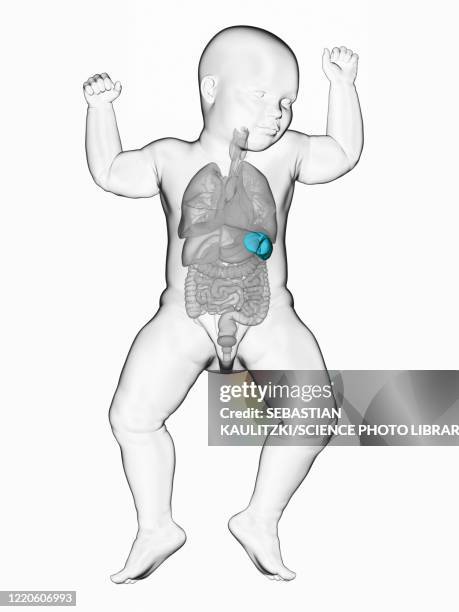 baby's spleen, illustration - boost your immune system stock illustrations