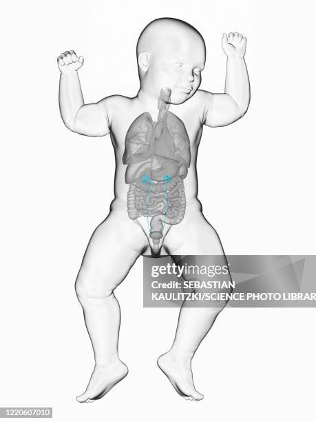 baby's ureter, illustration - baby white background stock illustrations