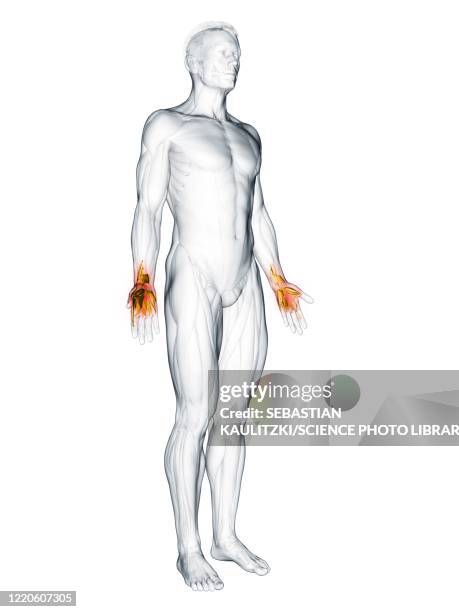 hand muscles, illustration - exercise physiology stock illustrations