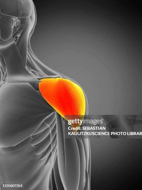 deltoid muscle, illustration - deltoid stock illustrations