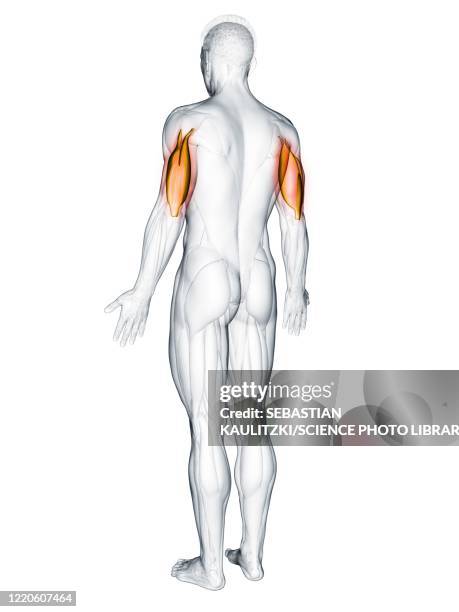 Ttriceps Drawing Triceps Muscle Illustration High-Res Vector Graphic - Getty Images