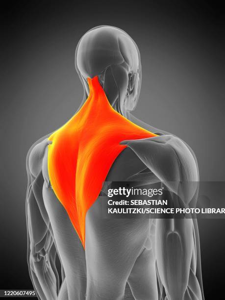 trapezius muscle, illustration - exercise physiology stock illustrations