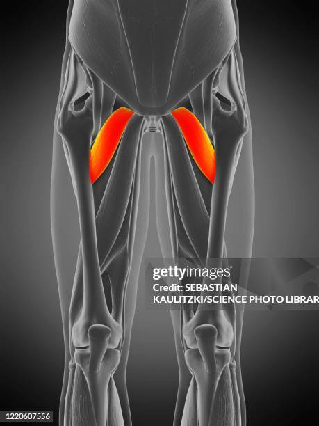 pectineus muscle, illustration - exercise physiology stock illustrations