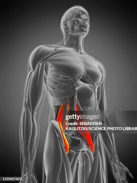 stockillustraties, clipart, cartoons en iconen met psoas major muscle, illustration - human muscle