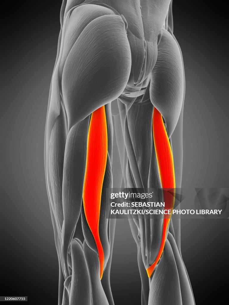 Semitendinosus muscle, illustration