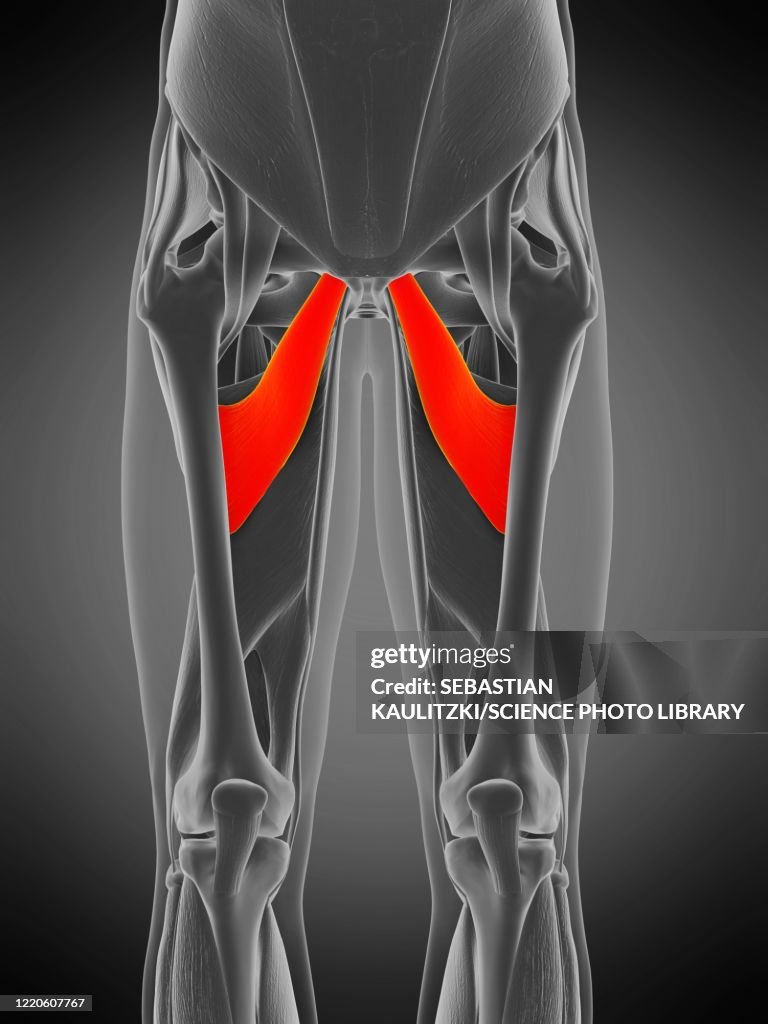 Adductor brevis muscle, illustration