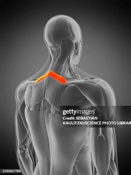 rhomboid minor muscle, illustration - exercise physiology stock illustrations