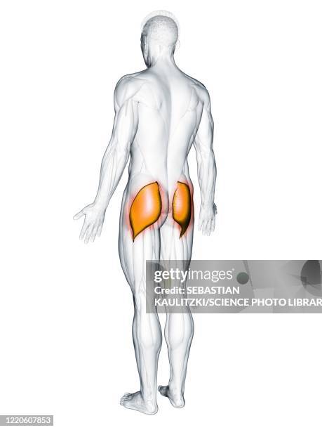 gluteus maximus muscle, illustration - gluteus maximus stock illustrations