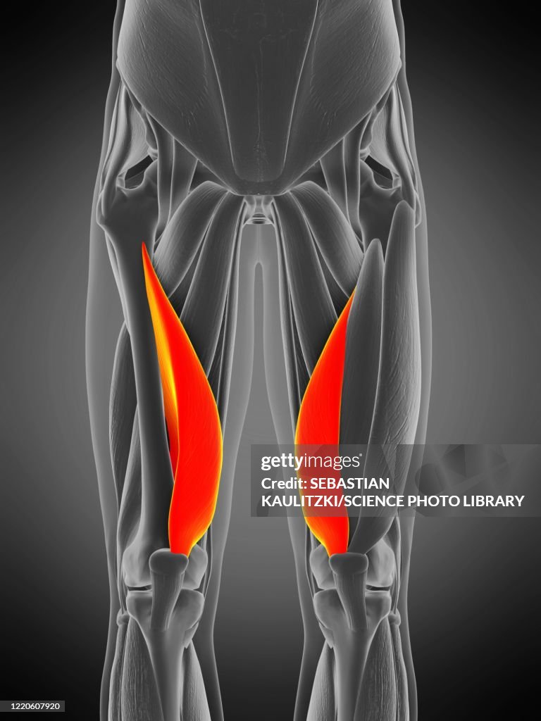 Vastus medialis muscle, illustration