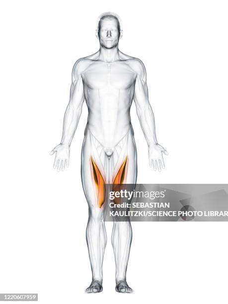 illustrations, cliparts, dessins animés et icônes de vastus medialis muscle, illustration - vastus medialis