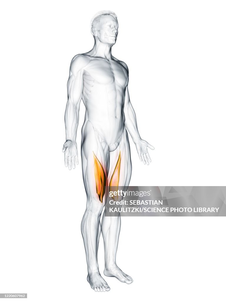 Vastus medialis muscle, illustration