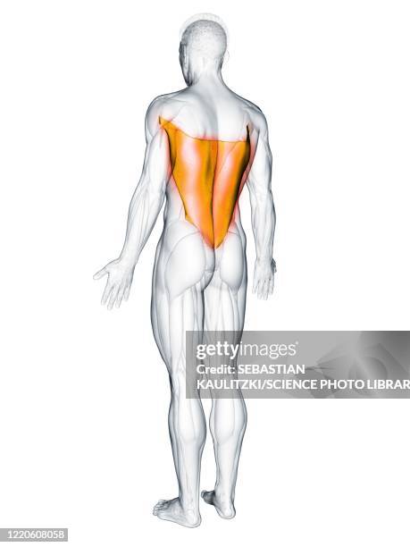 404点の広背筋イラスト素材 Getty Images 404点の広背筋イラスト素材 Getty Images