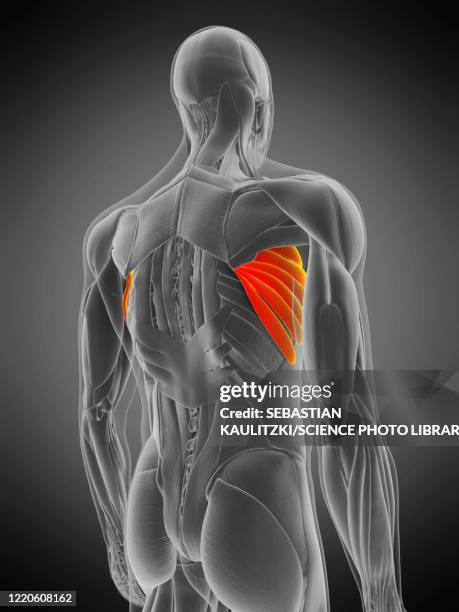 ilustrações, clipart, desenhos animados e ícones de serratus anterior muscle, illustration - músculo humano