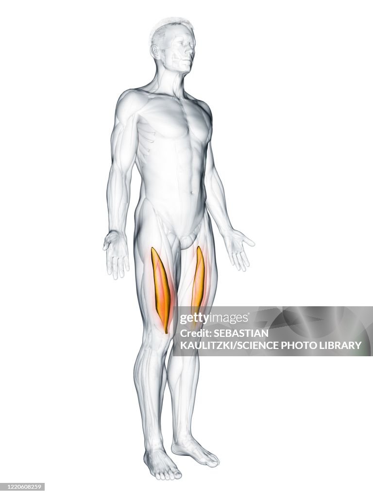 Vastus intermedius muscle, illustration