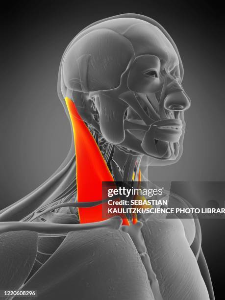 stockillustraties, clipart, cartoons en iconen met sternocleidomastoid muscle, illustration - sternocleidomastoid