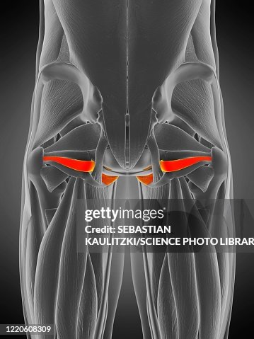 Internus Obturator Internus Muscle Illustration High-Res Vector Graphic - Getty ...
