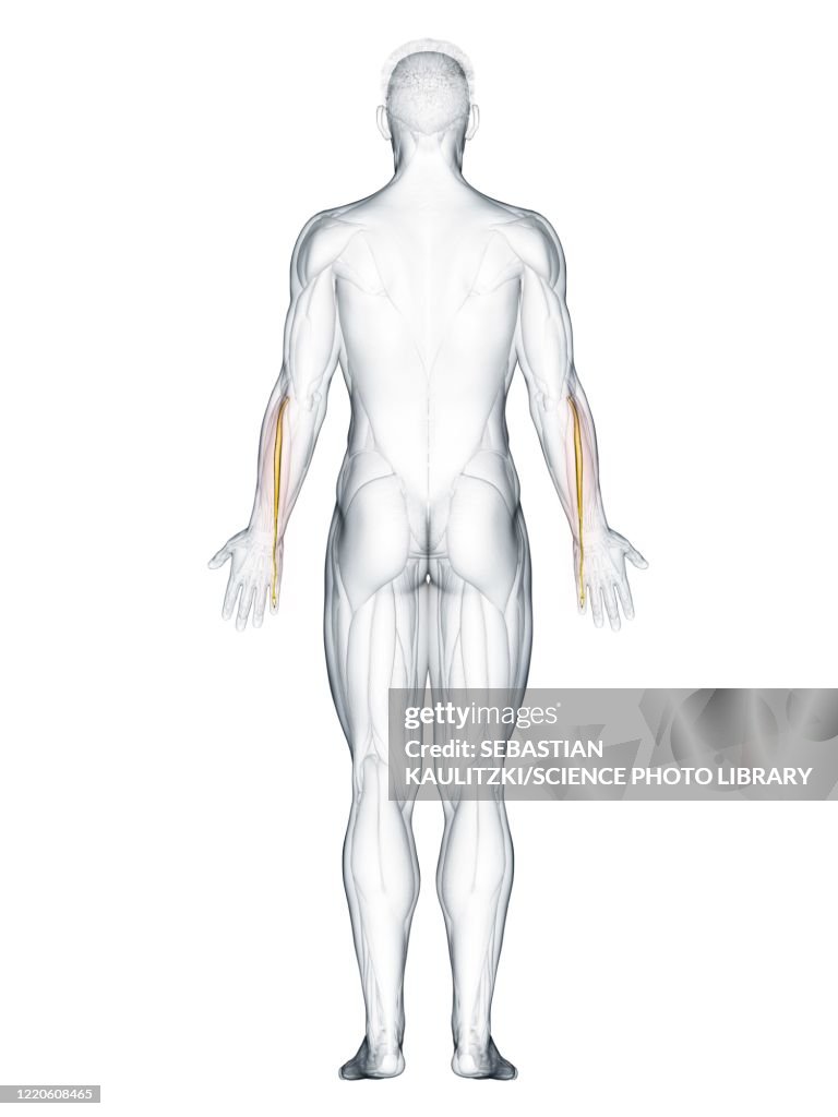 Extensor digiti minimi muscle, illustration