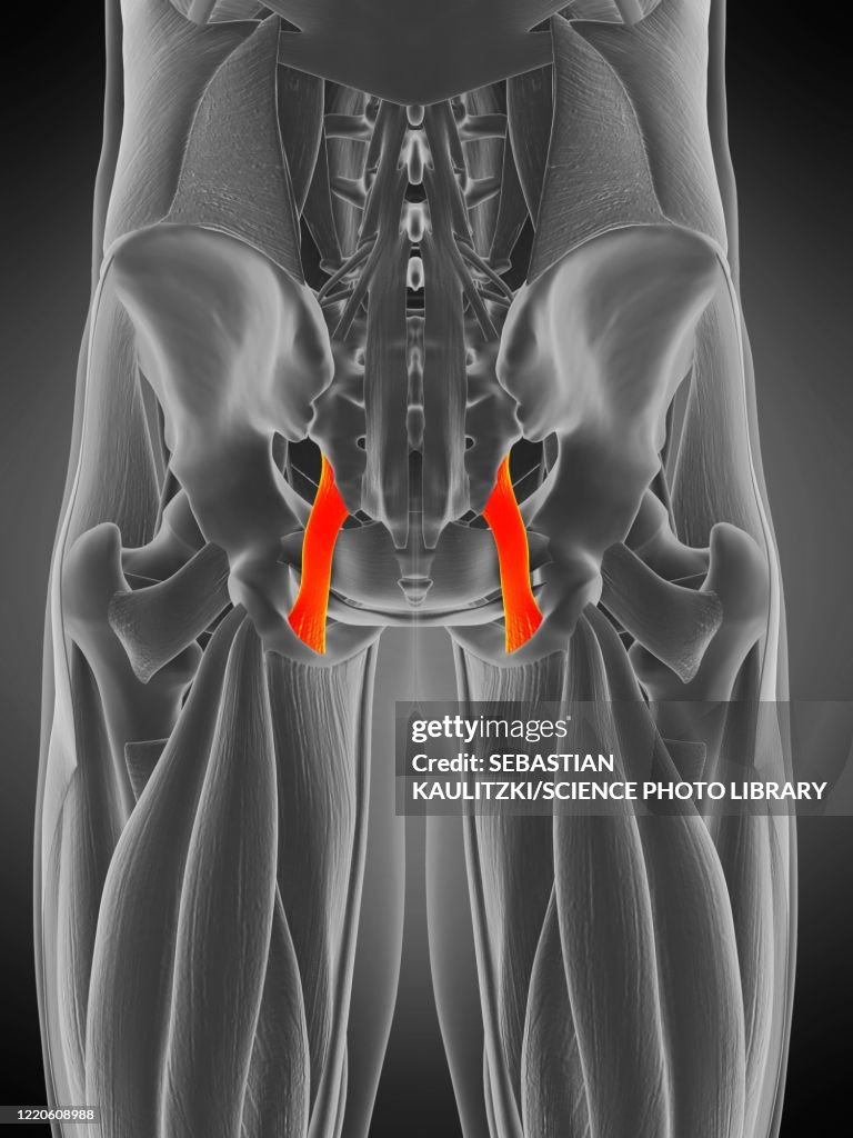 Sacrotuberous ligament muscle, illustration