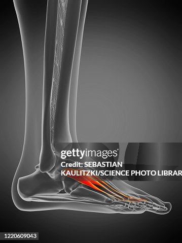 Extensor Digitorum Brevis Muscle Illustration High-Res Vector Graphic ...